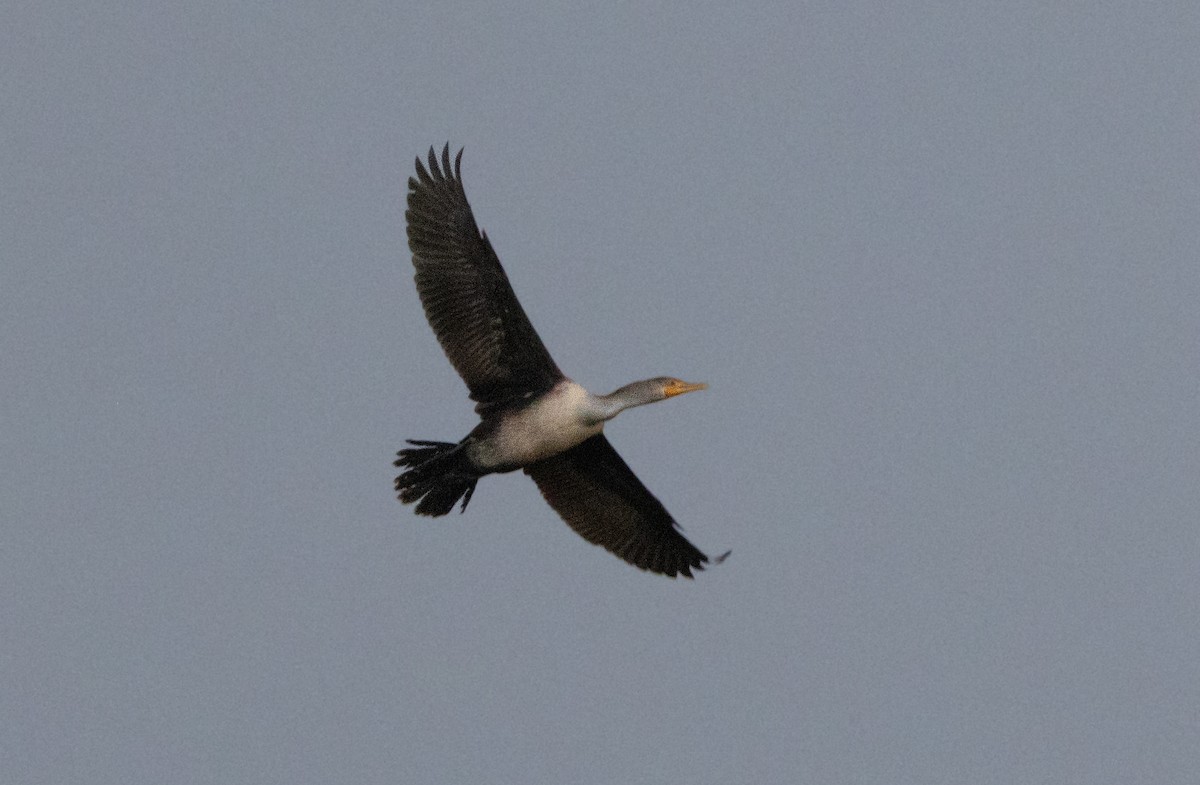 Double-crested Cormorant - ML646179456