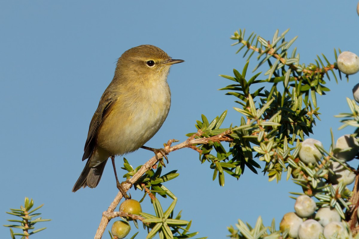 Common Chiffchaff - ML646179457