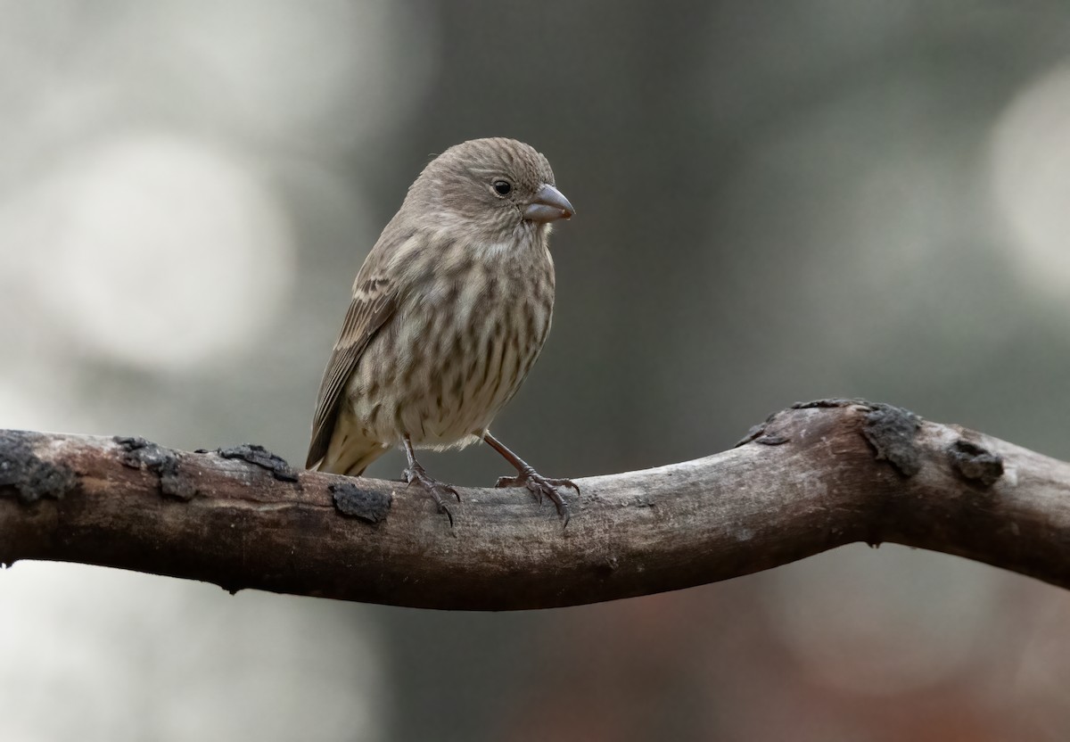 House Finch - ML646179459