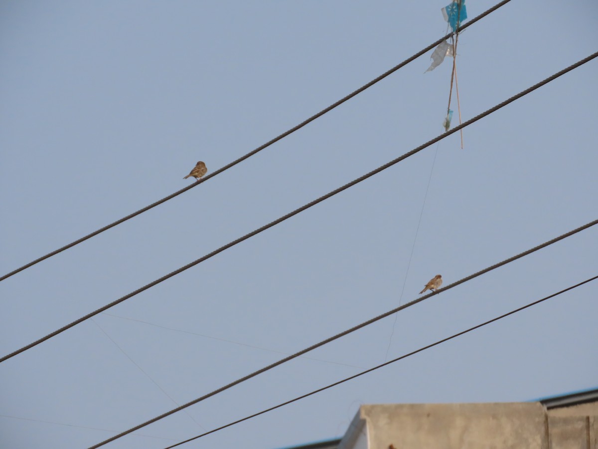 House Sparrow - ML646179460