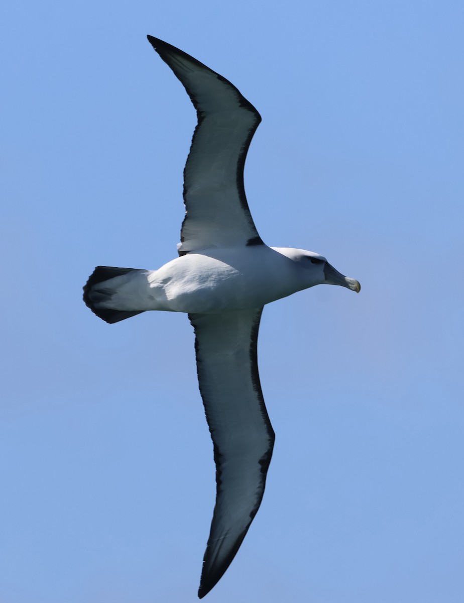White-capped Albatross - ML646179461
