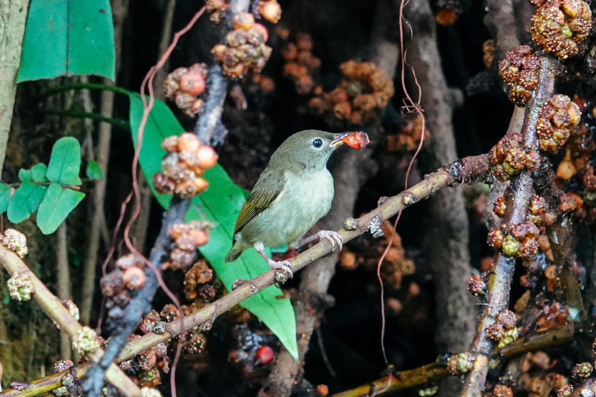 Buzzing Flowerpecker - ML646179463