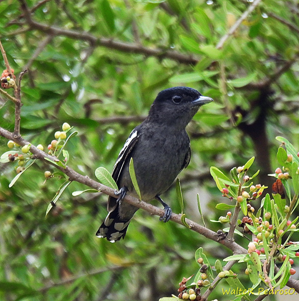 White-winged Becard - ML646179464