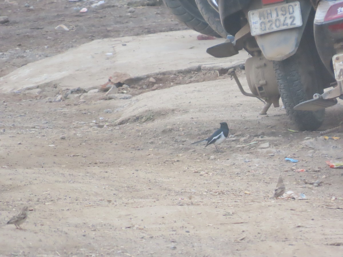 Oriental Magpie-Robin - ML646179465