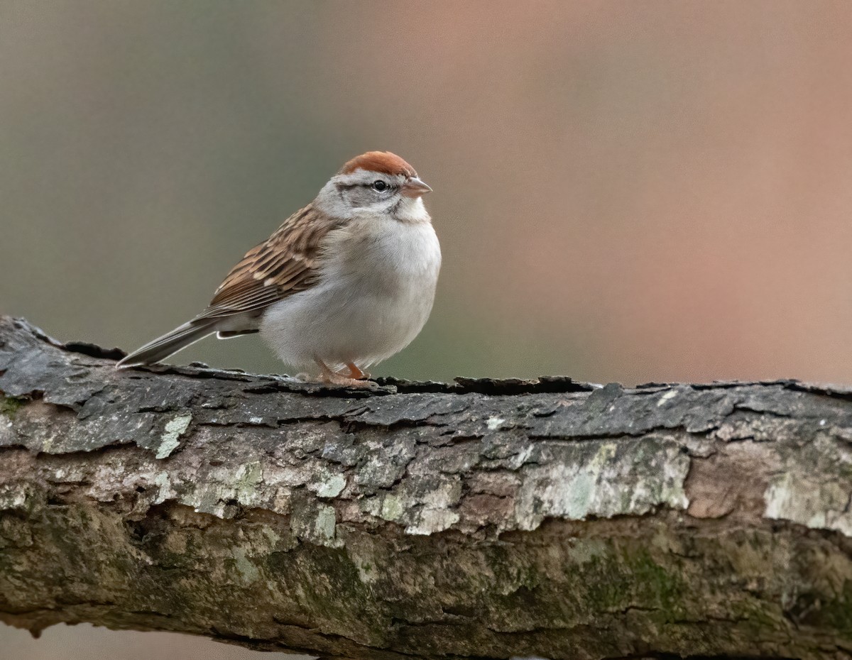 Chipping Sparrow - ML646179466