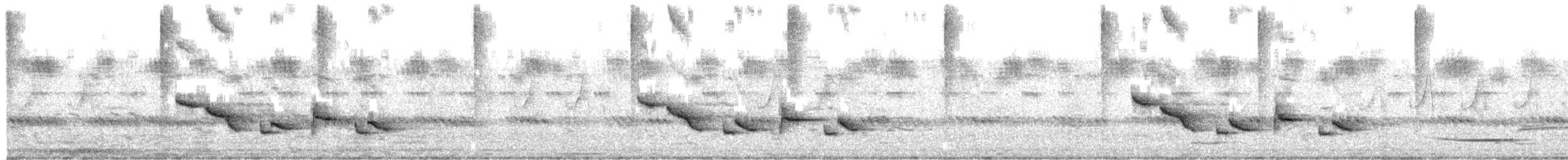 White-browed Scrub-Robin - ML646179467