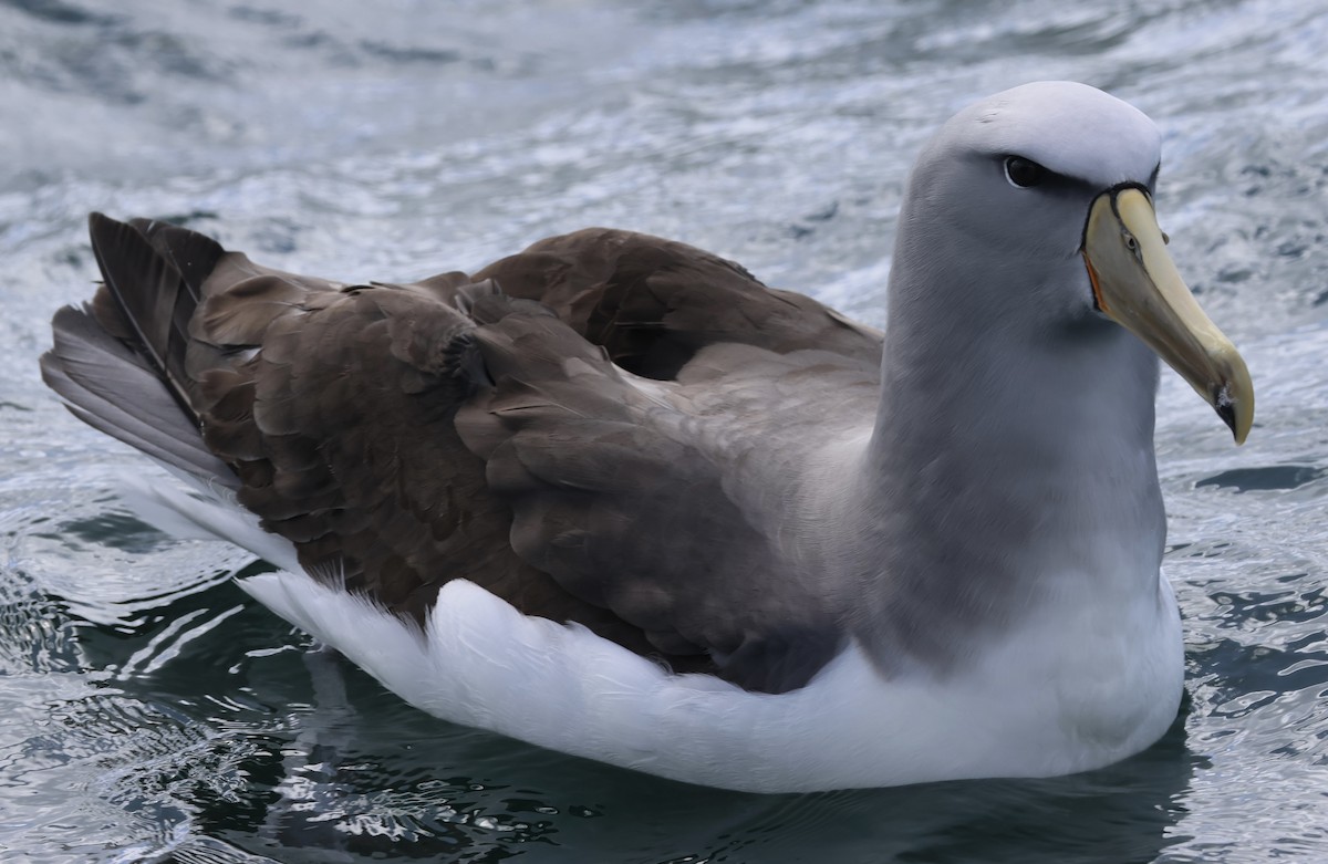 Salvin's Albatross - ML646179470