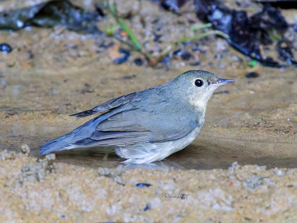 Siberian Blue Robin - ML646179471