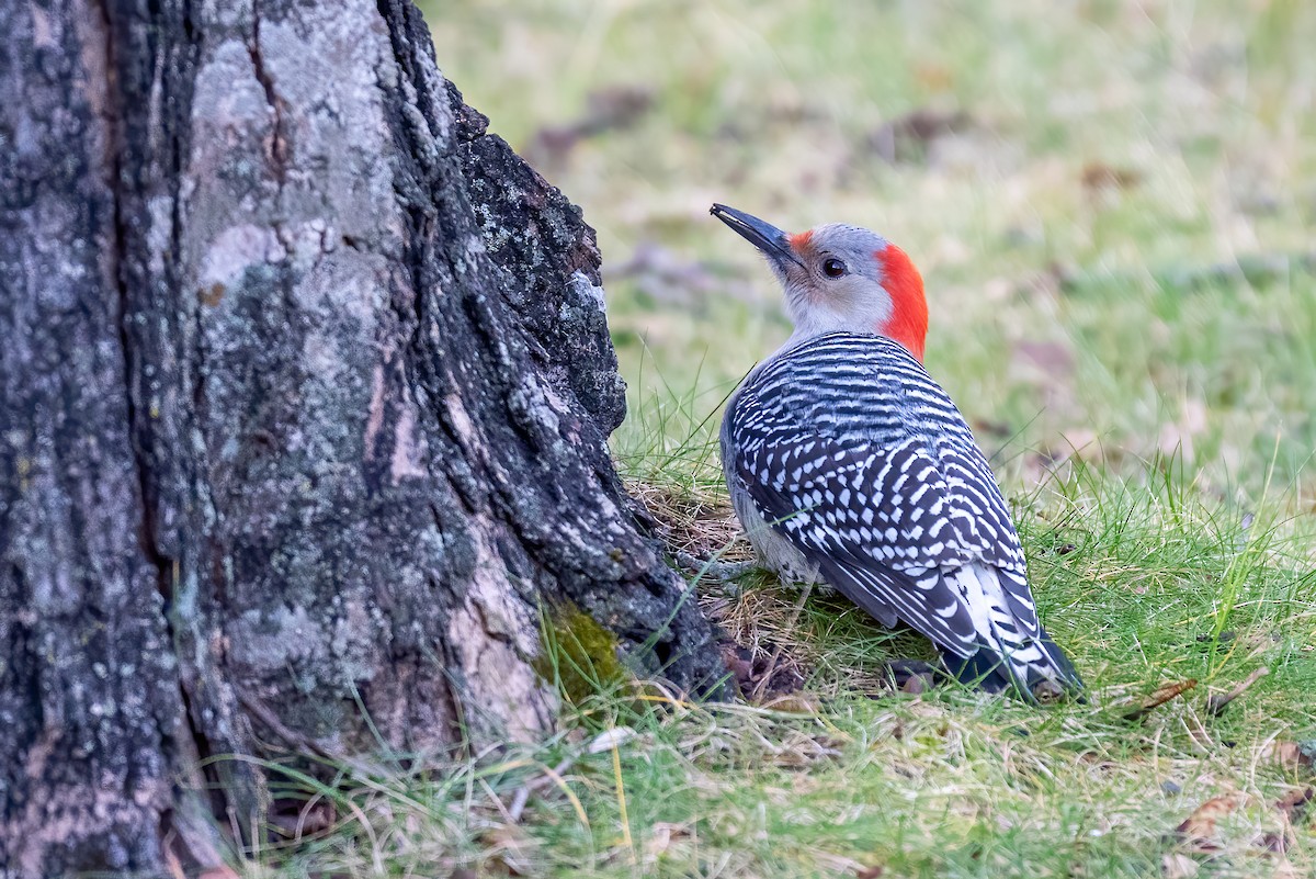 Red-bellied Woodpecker - ML646179472