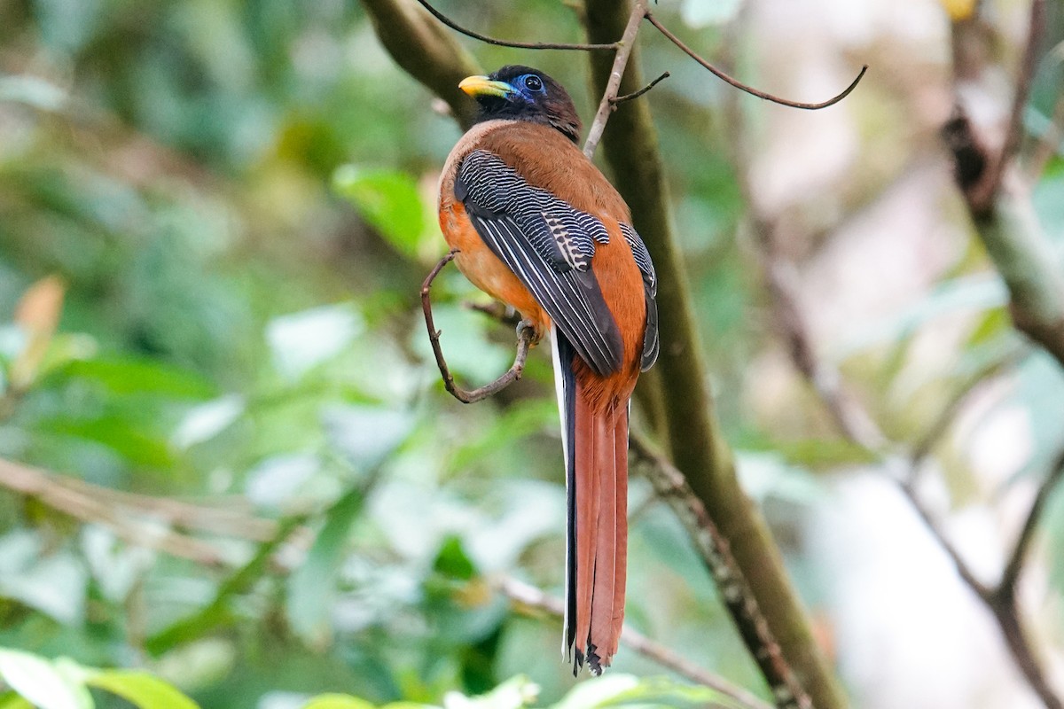 Philippine Trogon - ML646179473