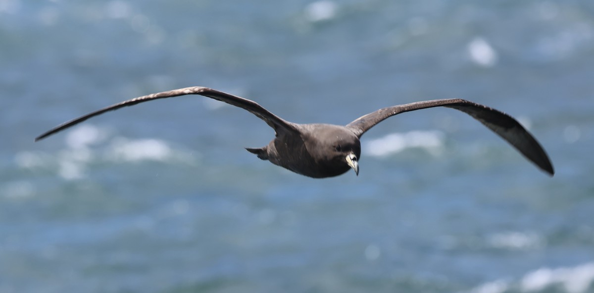 Westland Petrel - ML646179476