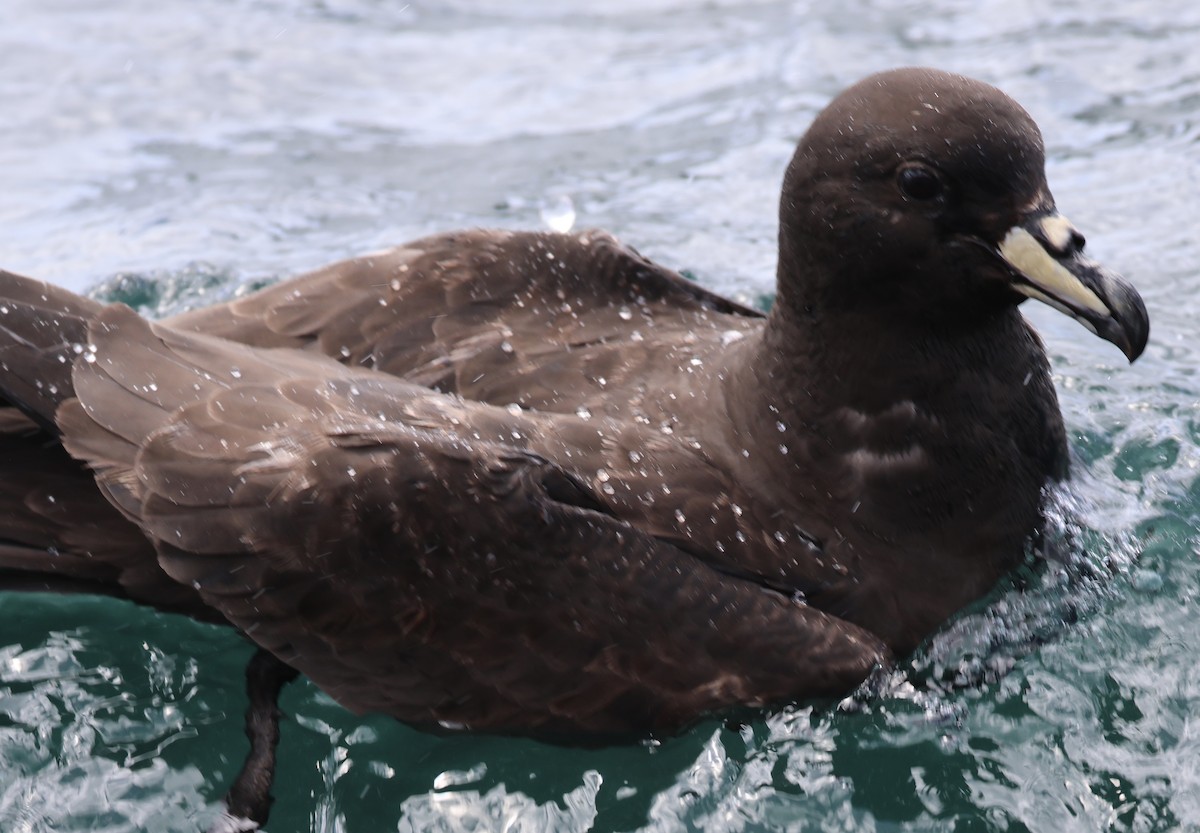 Westland Petrel - ML646179477