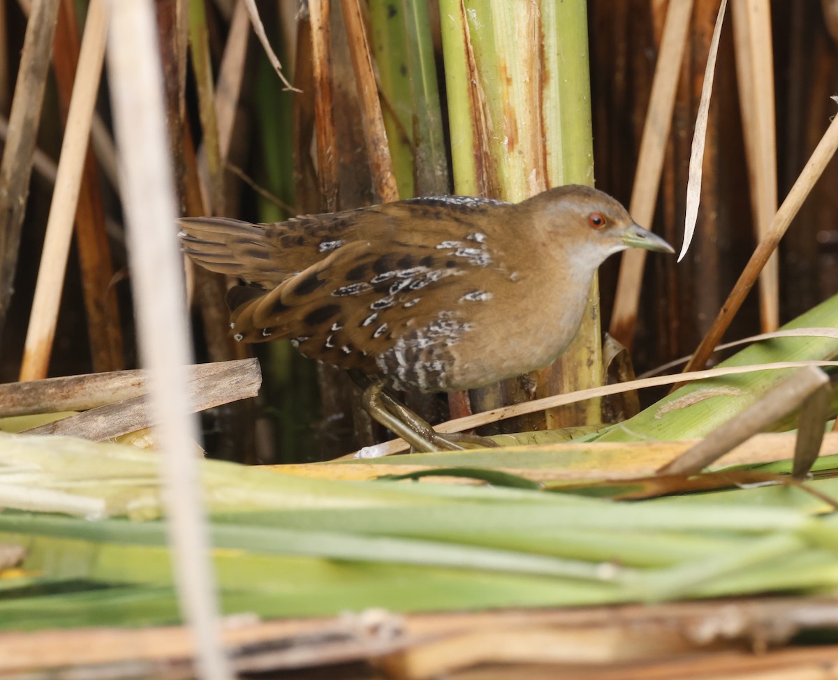 小秧雞 - ML646179480