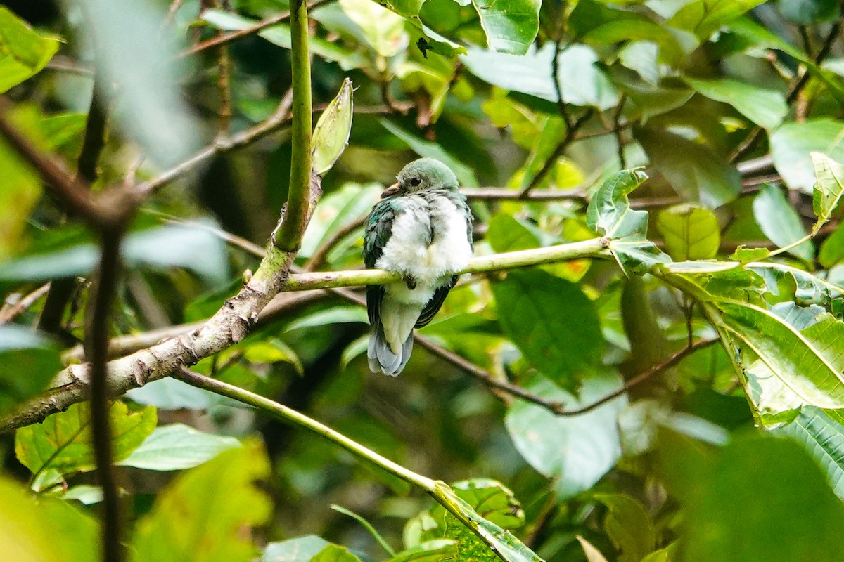 Cream-breasted Fruit-Dove - ML646179481