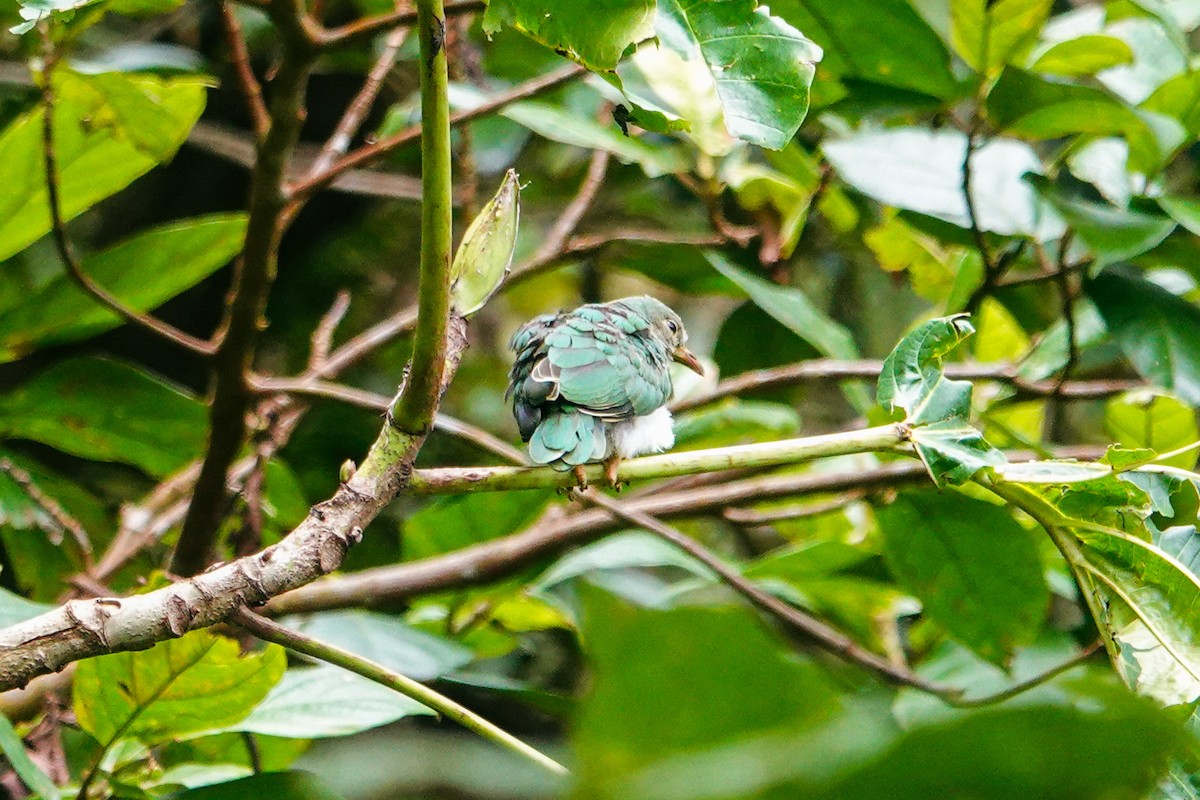 Cream-breasted Fruit-Dove - ML646179482