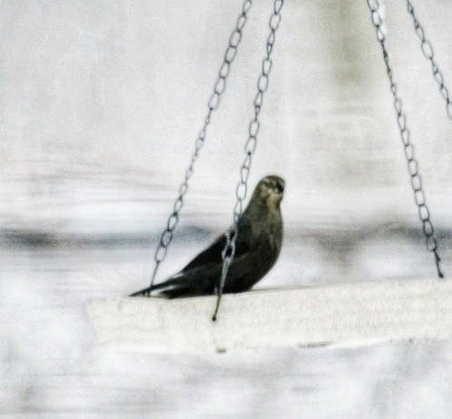 Brown-headed Cowbird - ML646179484