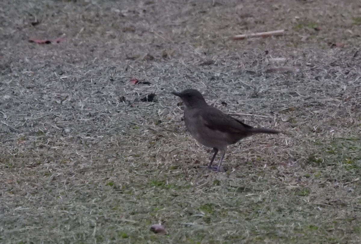 Black-billed Thrush (Amazonian) - ML646179485