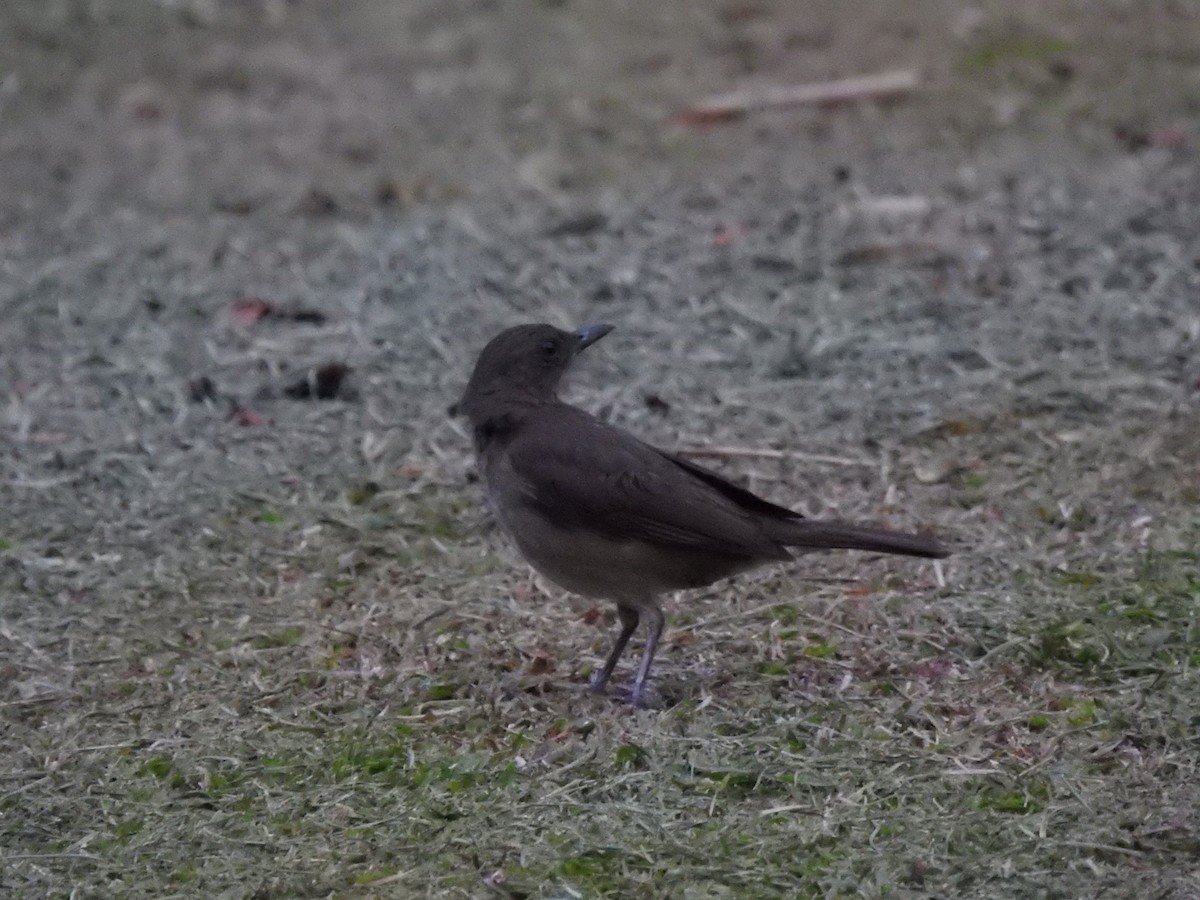 Black-billed Thrush (Amazonian) - ML646179486
