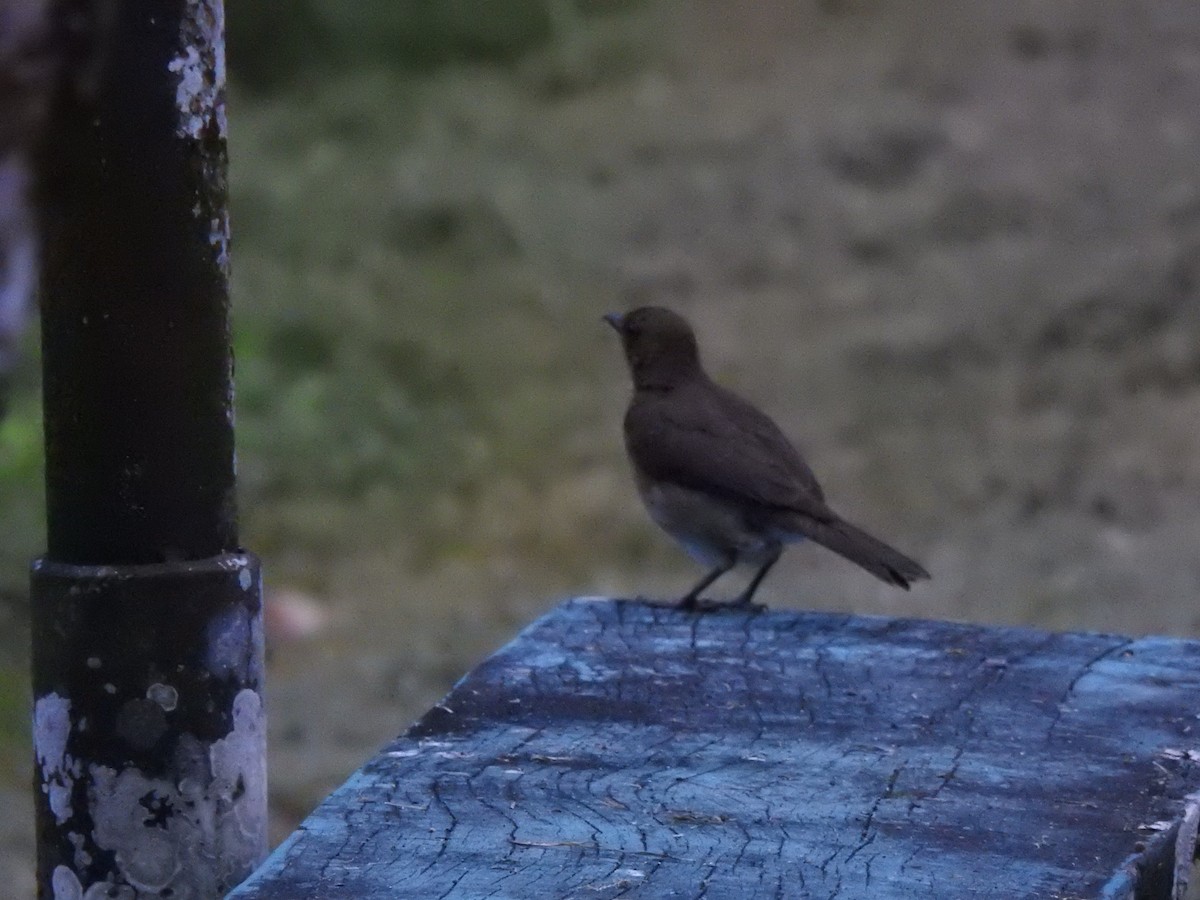 Black-billed Thrush (Amazonian) - ML646179487