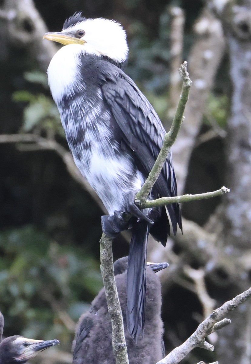 Little Pied Cormorant - ML646179488