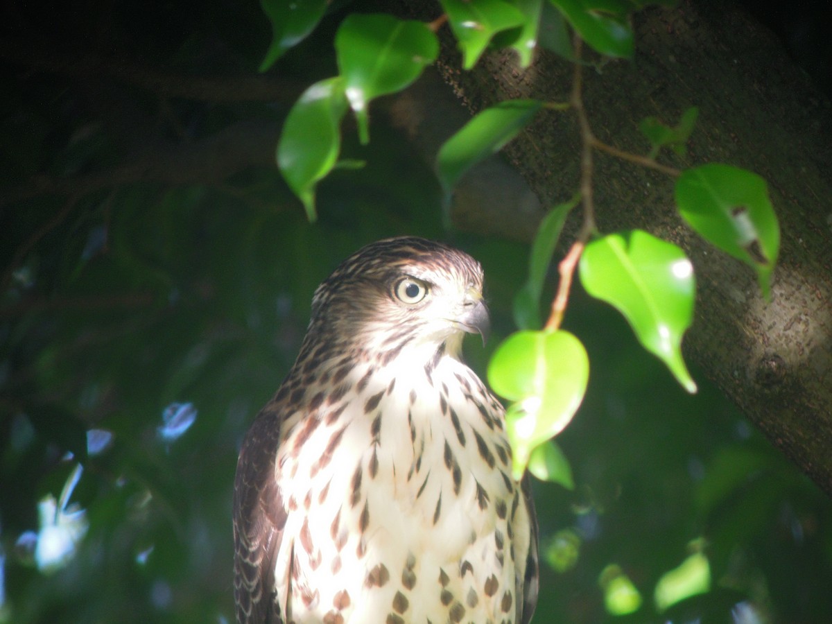 Crested Goshawk - ML646179489
