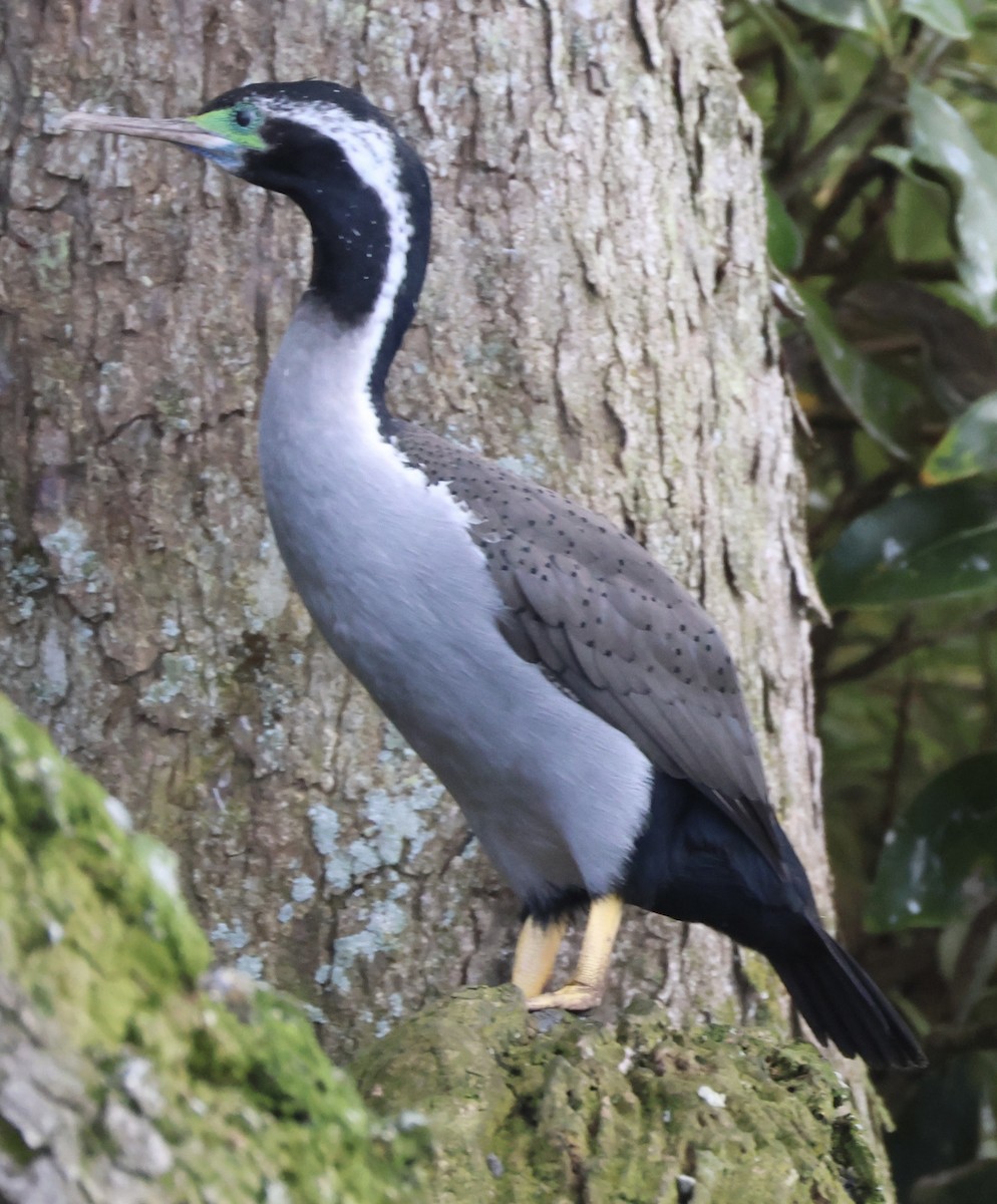 Spotted Shag - ML646179490