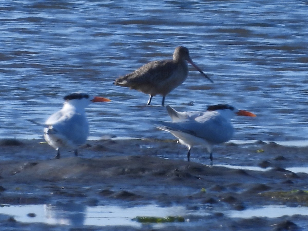 Royal Tern - ML646179495