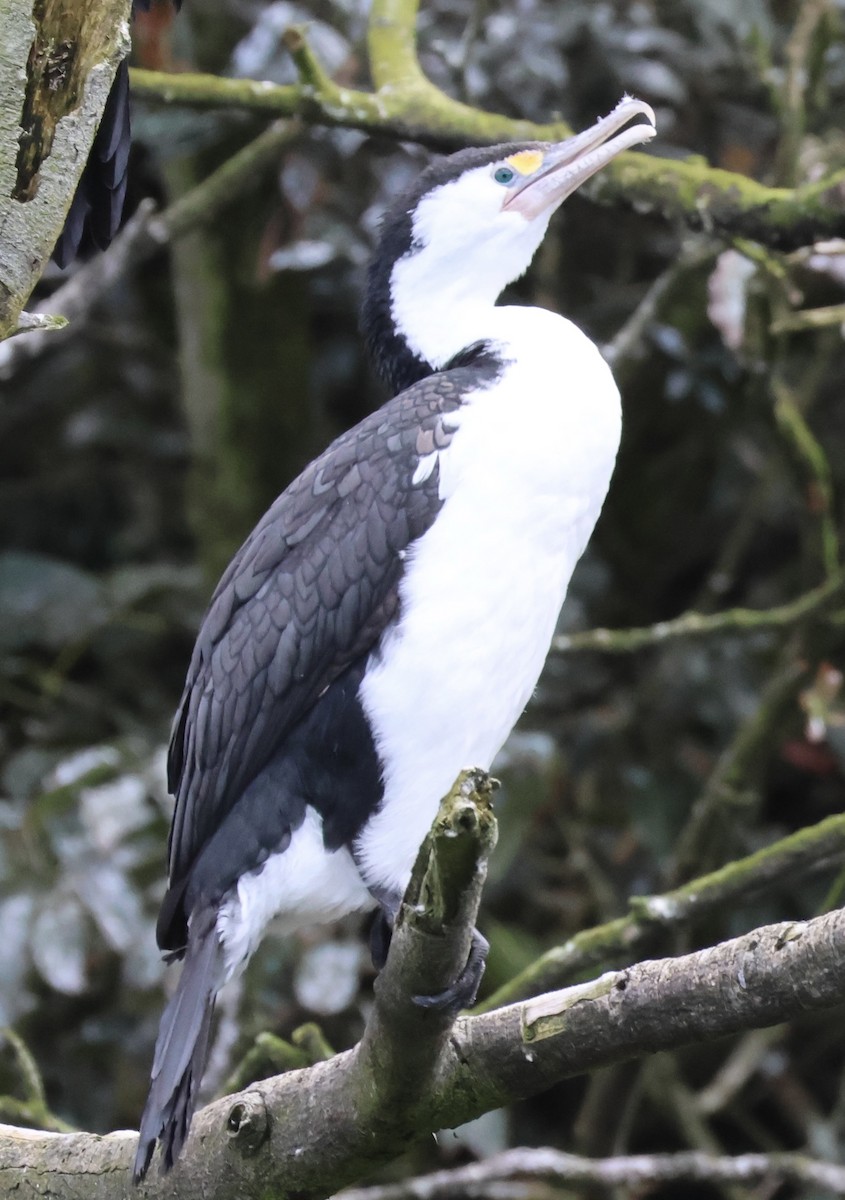 Pied Cormorant - ML646179498
