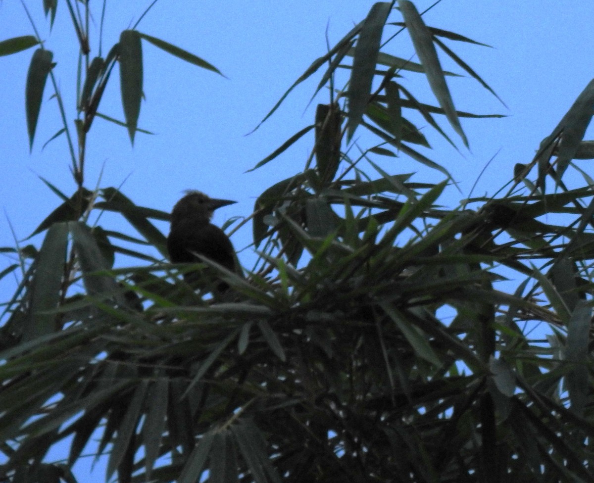 Russet-backed Oropendola (Russet-backed) - ML646179499