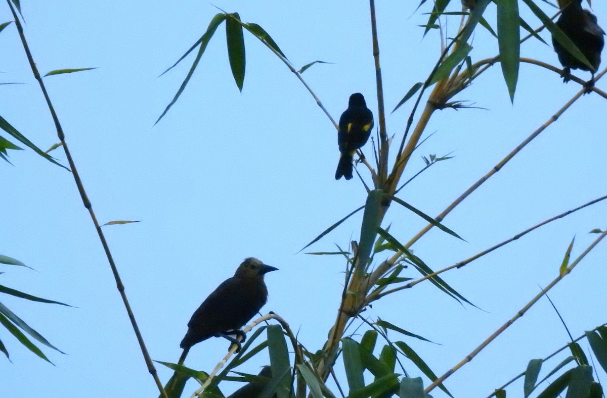 Russet-backed Oropendola (Russet-backed) - ML646179500