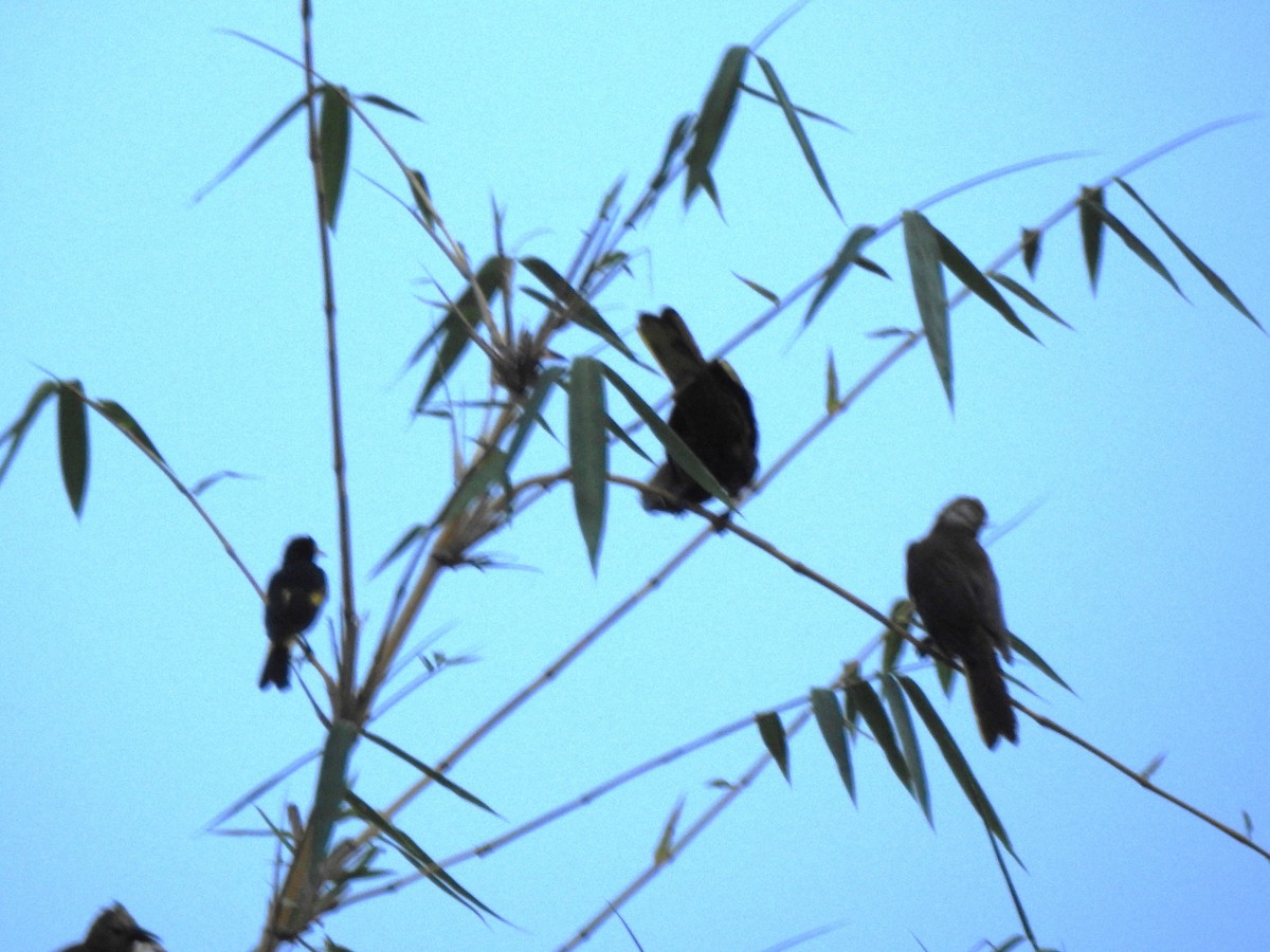 Yellow-rumped Cacique (Amazonian) - ML646179503