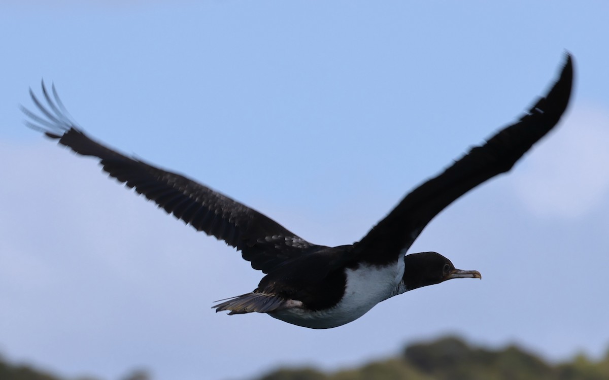Stewart Island Shag - ML646179506