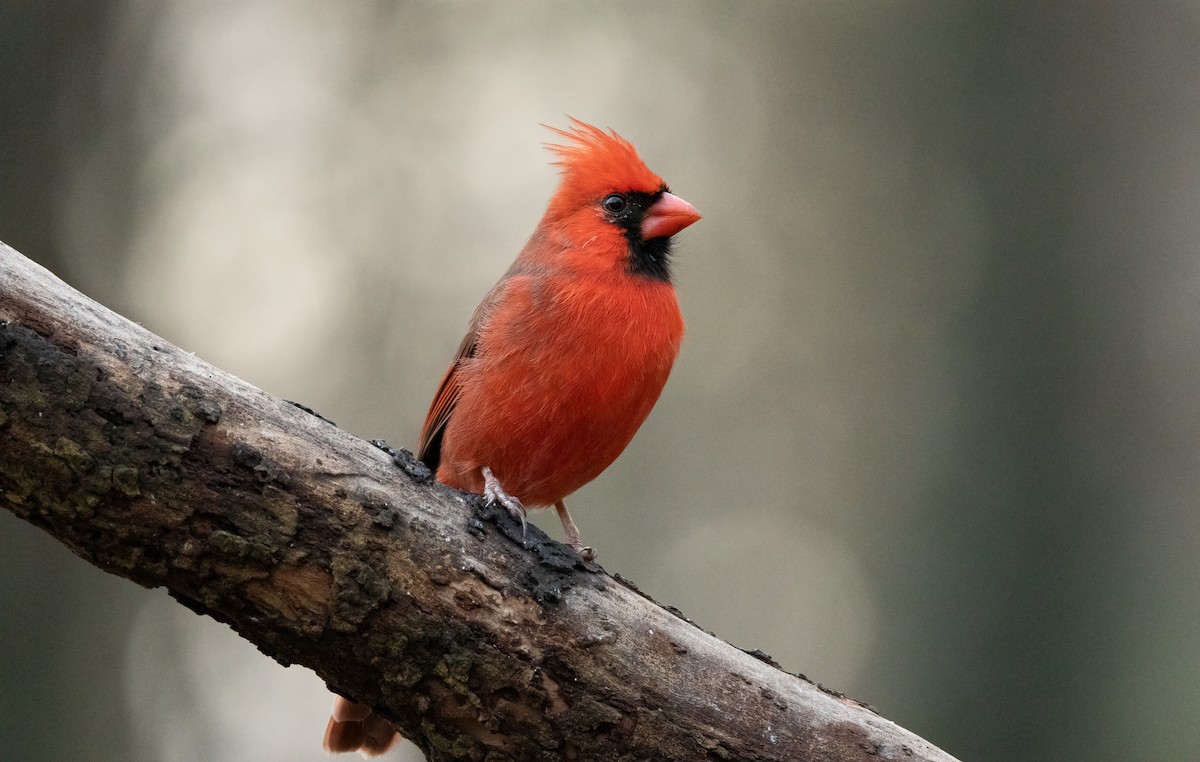 Northern Cardinal - ML646179507
