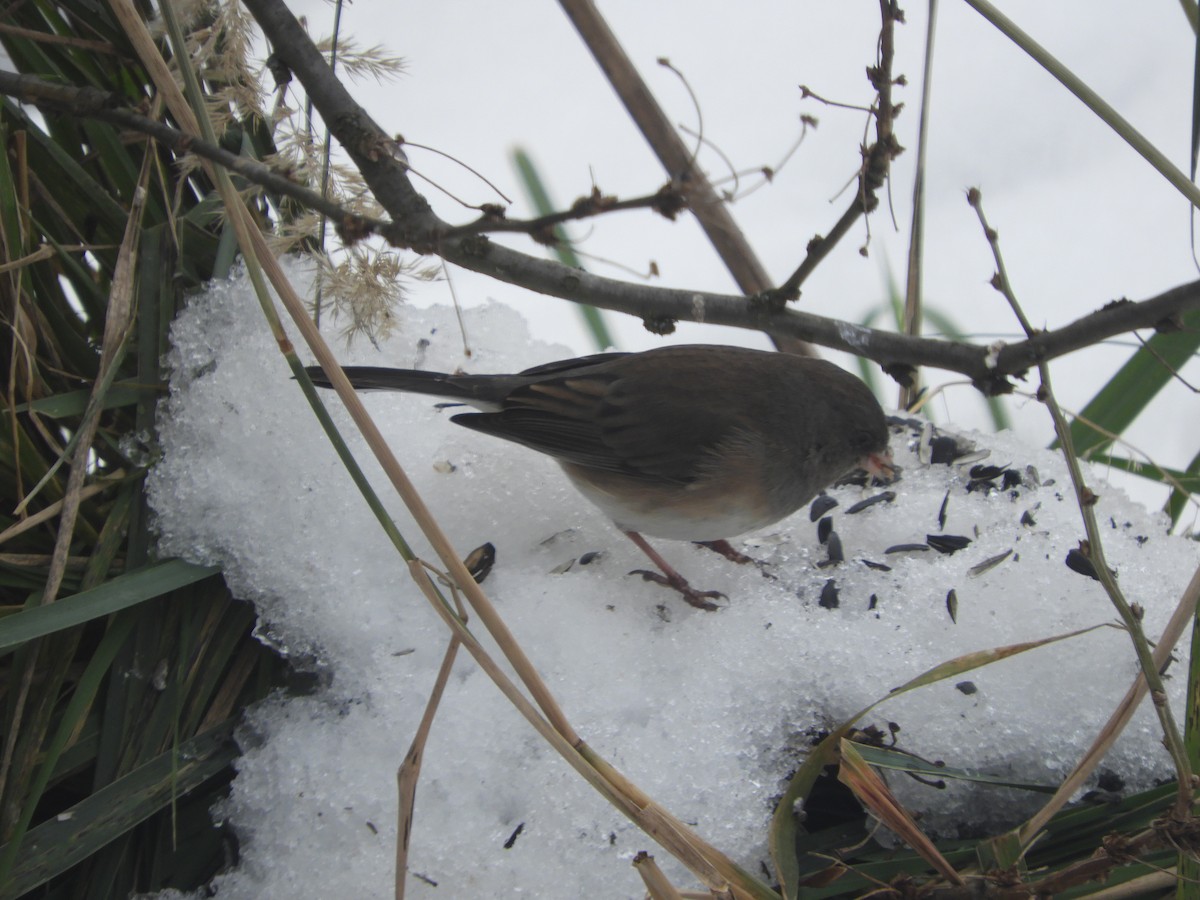 Dark-eyed Junco - ML646179508