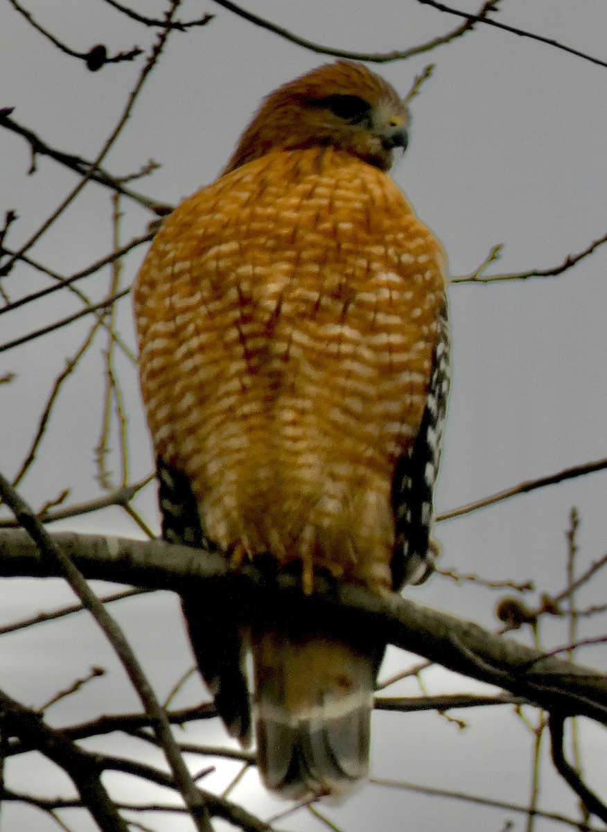 Red-shouldered Hawk - ML646179509
