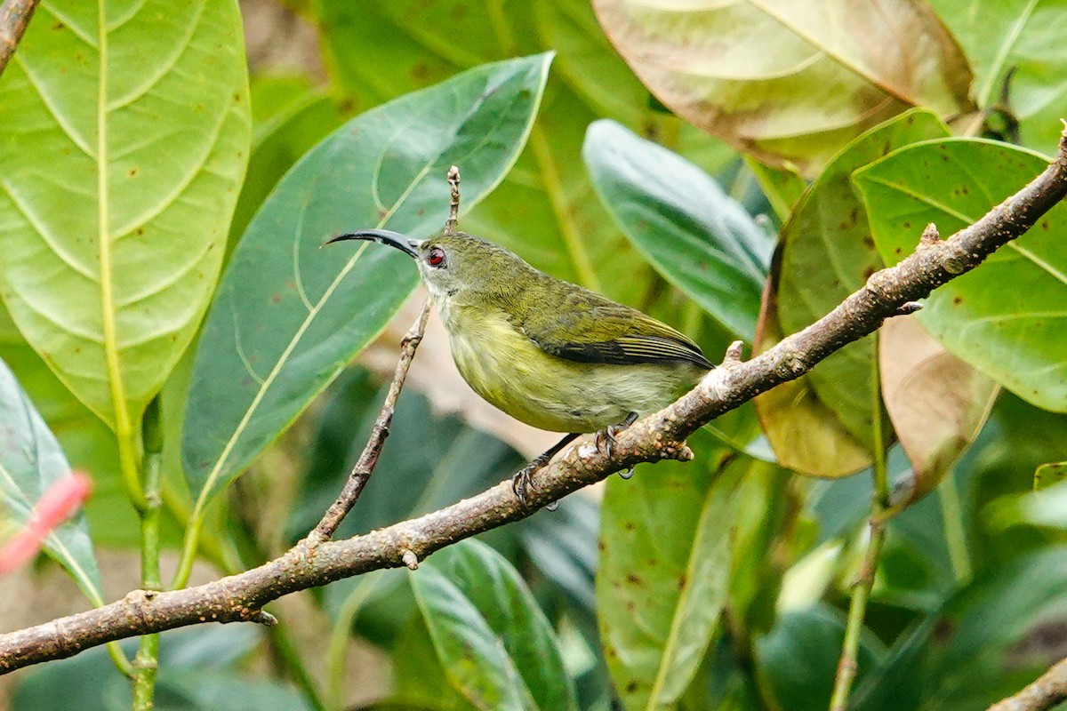 Metallic-winged Sunbird (Luzon) - ML646179511