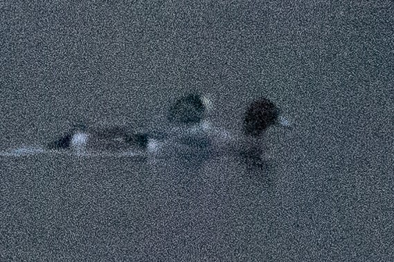 Eurasian Wigeon - ML646179515