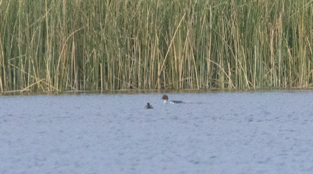 Common Goldeneye - ML646179517