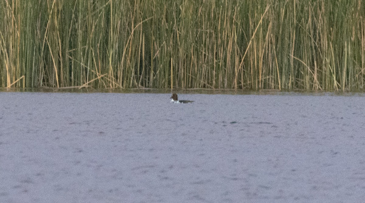 Common Goldeneye - ML646179518