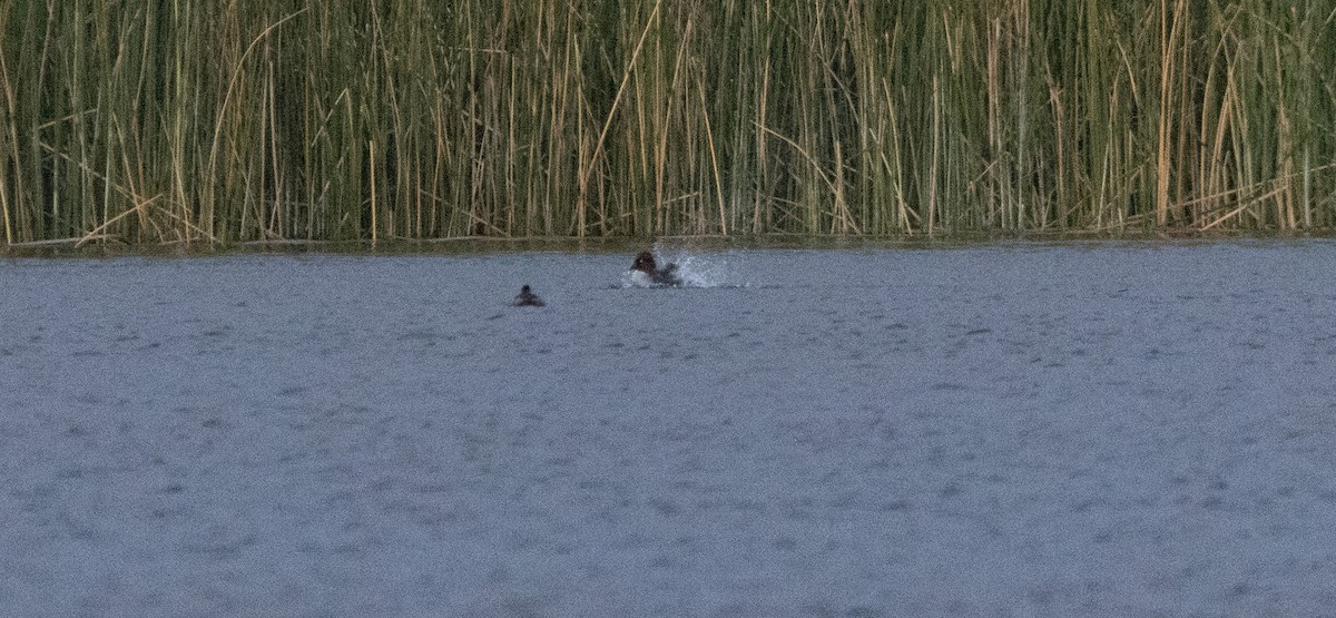 Common Goldeneye - ML646179519