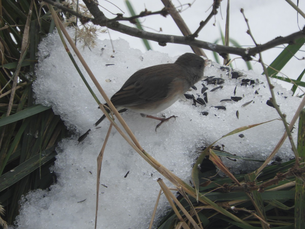 Dark-eyed Junco - ML646179520