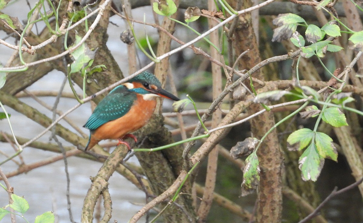 Common Kingfisher - ML646179521