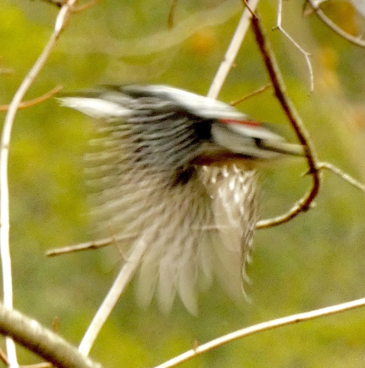 Red-bellied Woodpecker - ML646179522