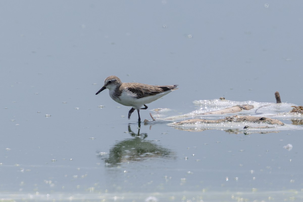 Semipalmated Sandpiper - ML646179523