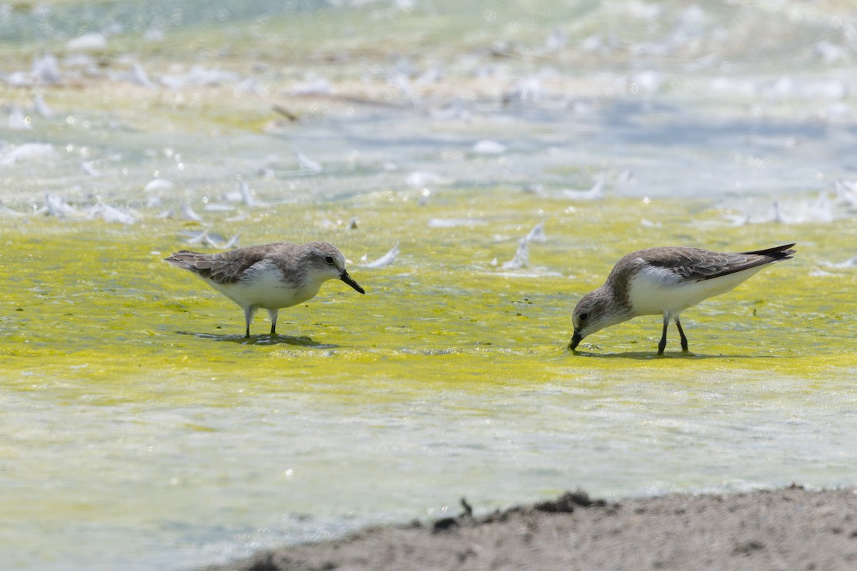 Semipalmated Sandpiper - ML646179524