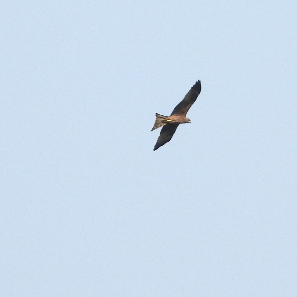 Black Kite - ML646179525