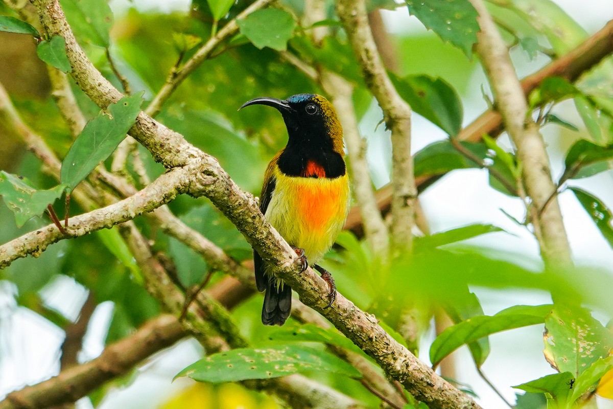 Flaming Sunbird - ML646179526