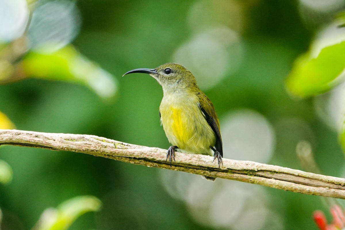 Flaming Sunbird - ML646179527