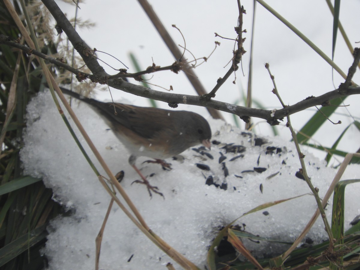 Dark-eyed Junco - ML646179528