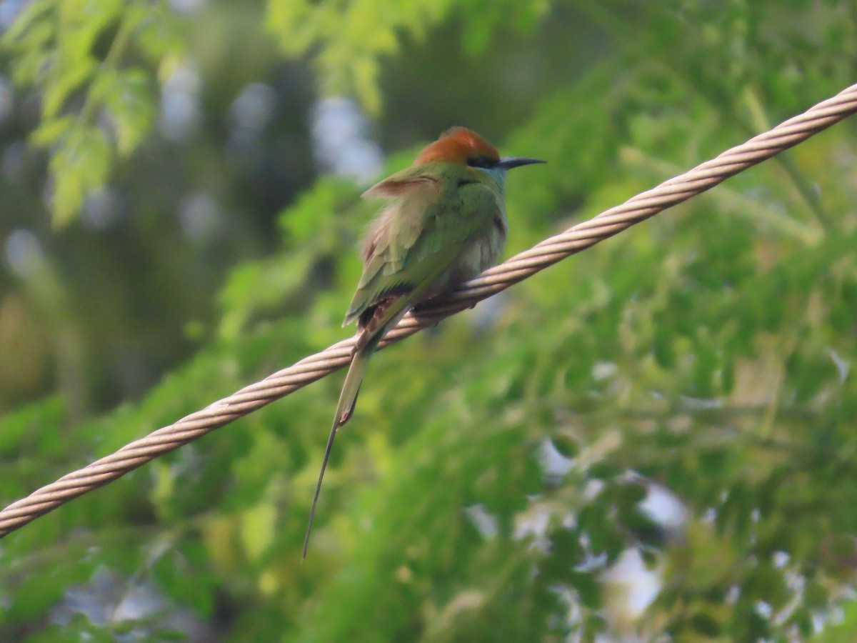 Asian Green Bee-eater - ML646179529